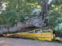 Bunter Hurricane Bus in Roseau auf Dominica