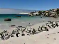 Afrikanische Pinguine am Boulders Beach nahe Kapstadt