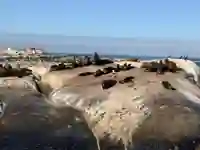 Robbenkolonie auf Seal Island in der False Bay bei Kapstadt