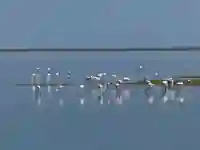 Flamingos in der Lagune von Walvis Bay in Namibia